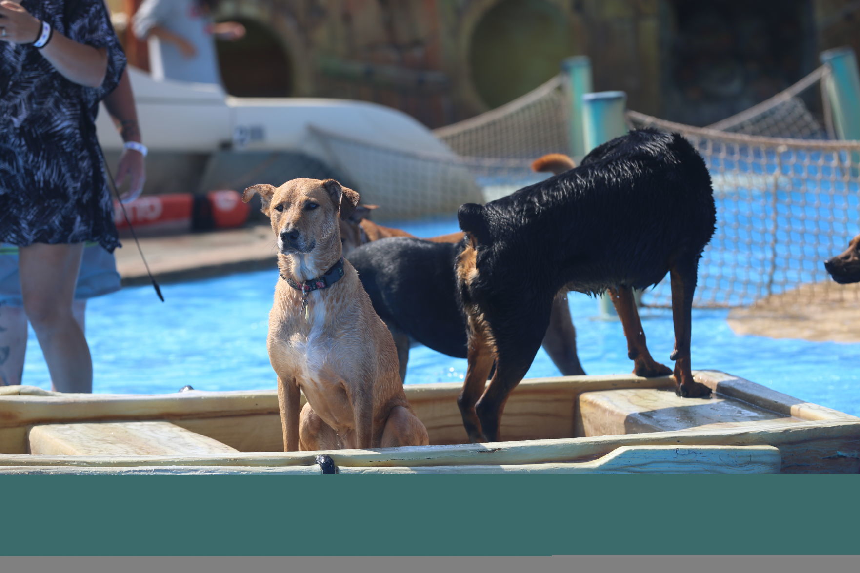 090919_gal_WWdogs (57)